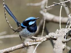 Superb_Fairy_Wren